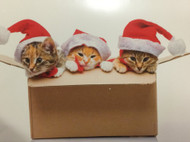 Trimmerry White Baby Kittens Christmas Cards Santa Claus Kitty Cats