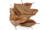 Southern Magnolia Leaf Litter
