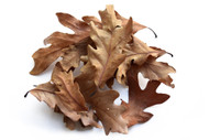 Oak Leaf Litter