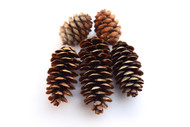 Spruce Cones (12 pack)