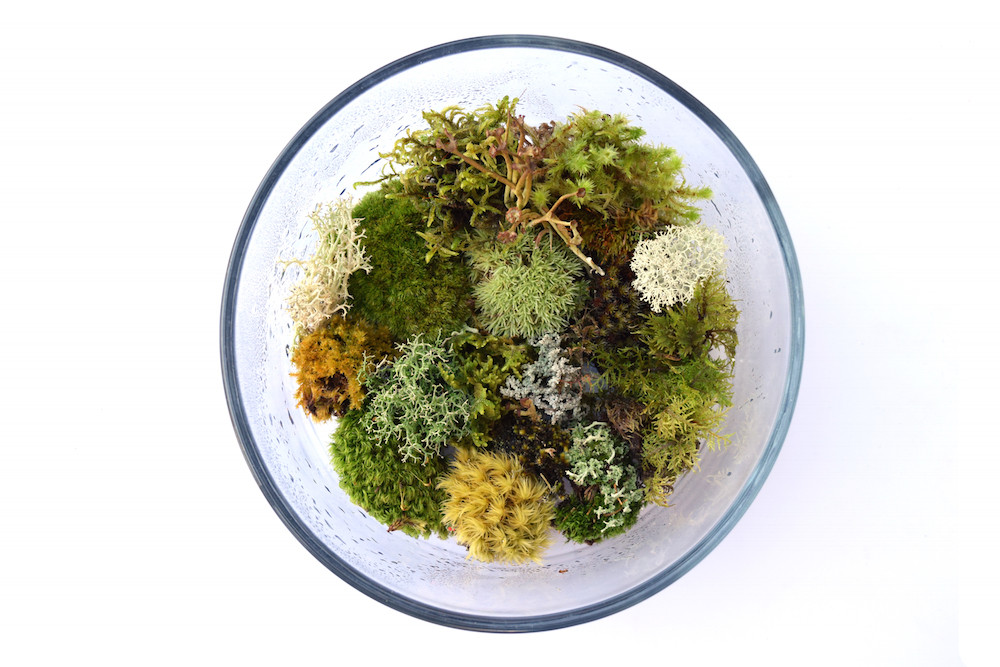 Bonsai Live Moss Mix