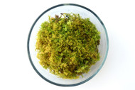 Delicate Fern Moss (Thuidium delicatum)