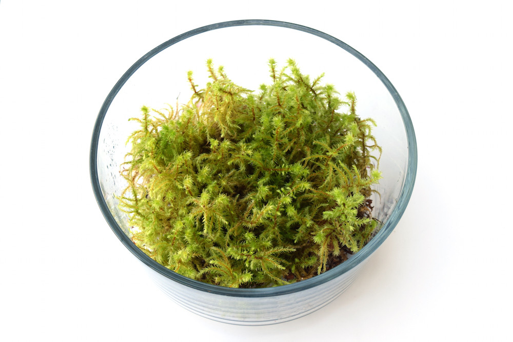 Rough Goose Neck Moss Plant Care: Water, Light, Nutrients