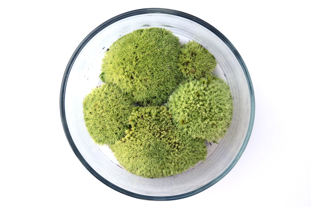 Pillow Moss (Leucobryum glaucum) BP Zoological Supply, LLC