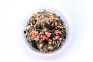 Pink Earth Lichen (Dibaeis baeomyces)