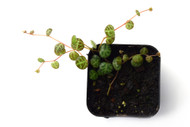 Peperomia prostrata