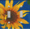 Blue Sunflower Double Switch
