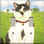 White and Black Cat - Double Switch