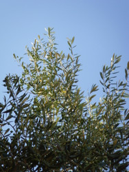 23/05/2014 - La Cucina Toscana, Giacomo Montelisciani, Guest Speaker