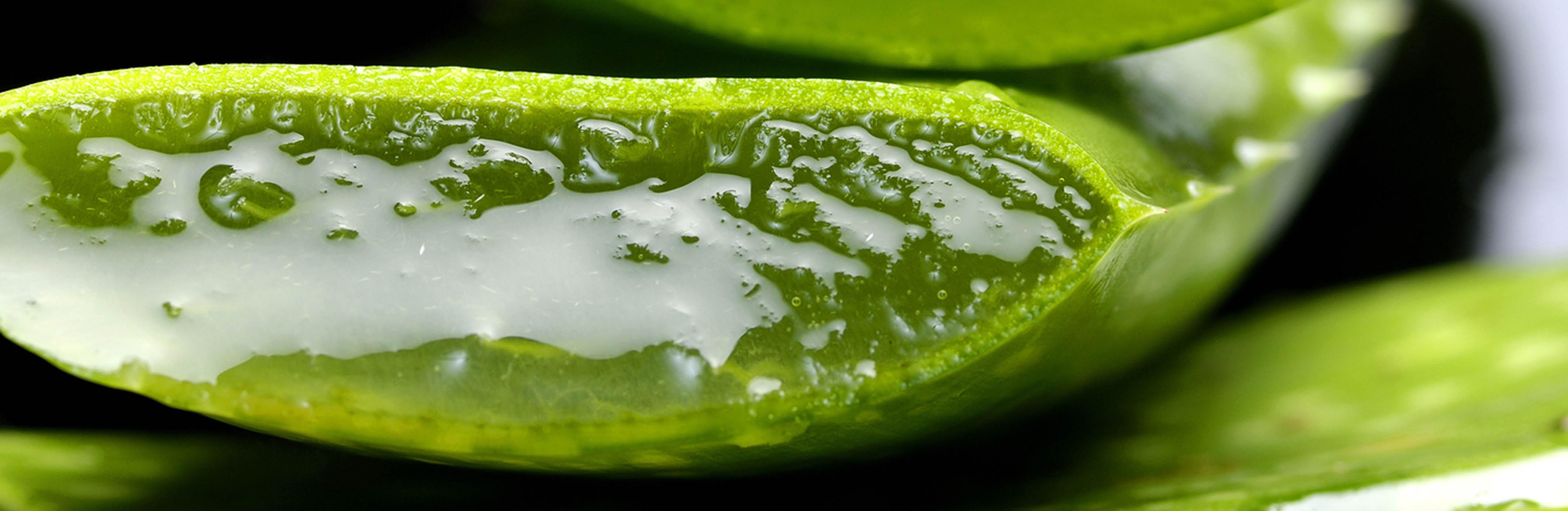 The Benefits Of Using Aloe Vera Juice Juicers Uk