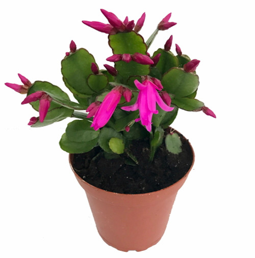 Pink Easter Cactus Rhipsalidopsis 3" Pot Rare Hirt's Gardens