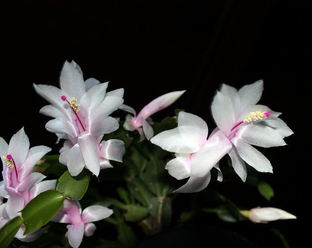 White Christmas Cactus Images - The Design Interior