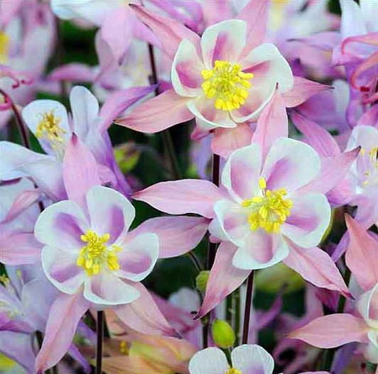 Winky Pink Columbine Perennial Aquilegia Quart Pot Hirt S