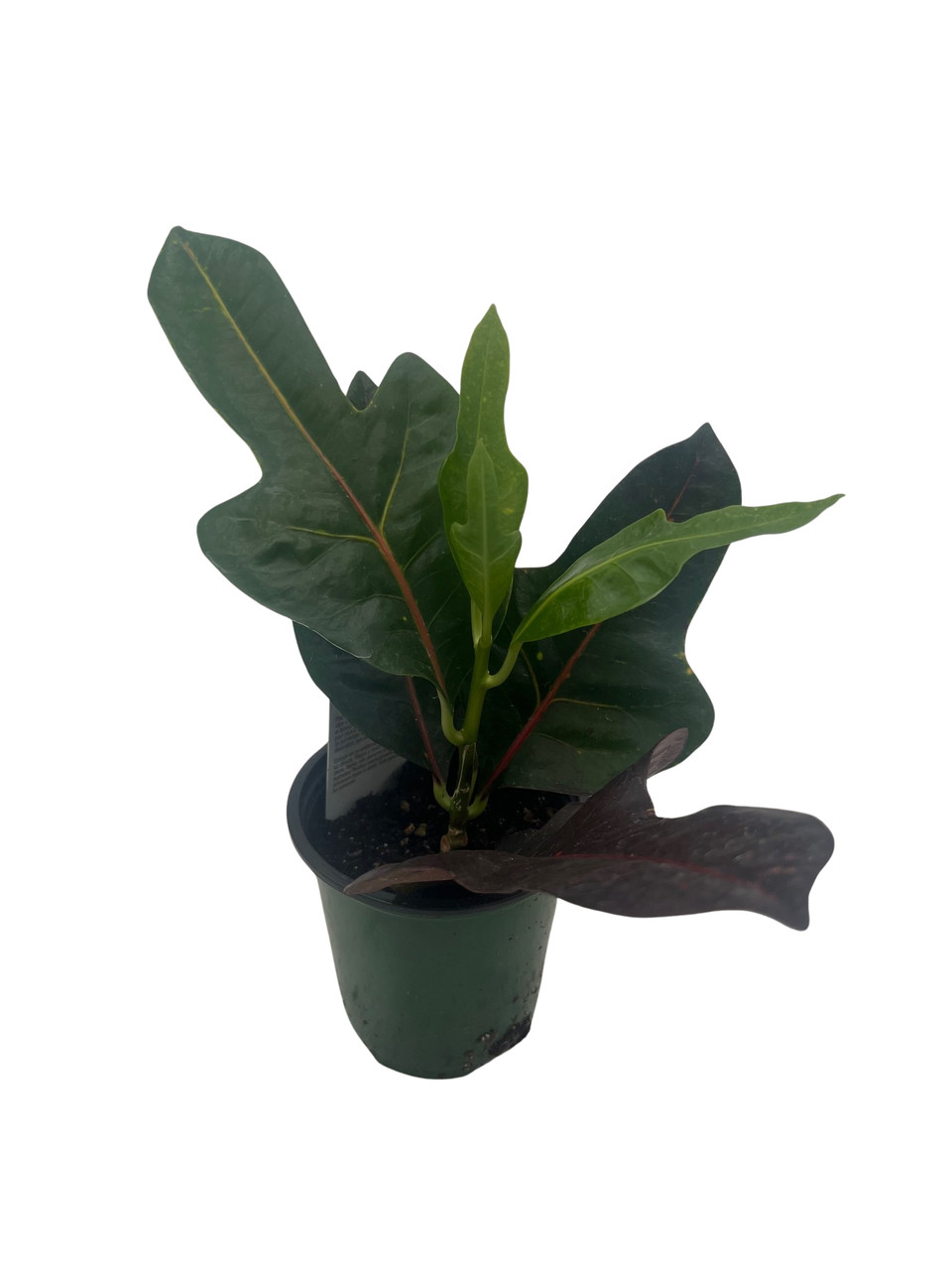 Plants Fruits Tree Herbs Live Tropical House Plants. Live Croton AFD7 aka Codiaeum variegatum