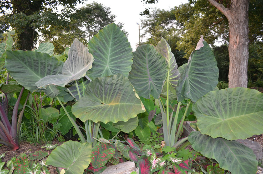 Download Elephant Ear Plant Uses