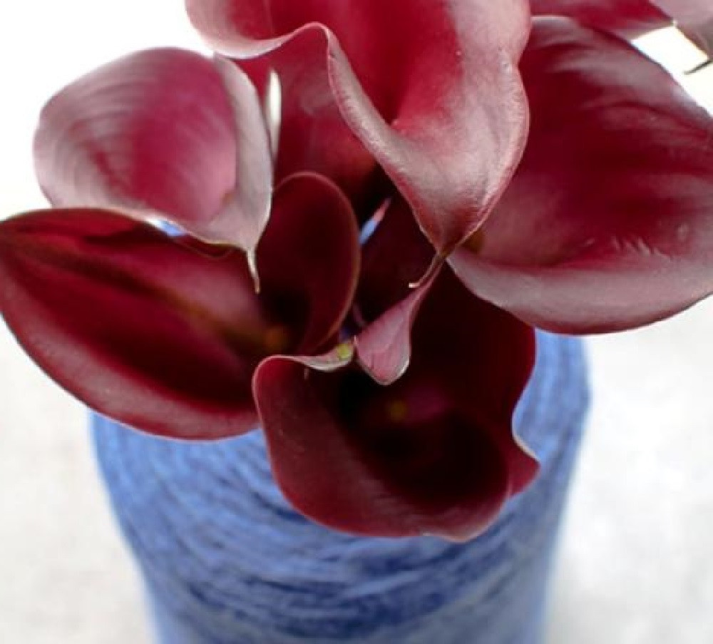 Beautiful Hot Red Bearded Iris 2 Bulbs Garden Plants Home Balcony Flowers Bonsai