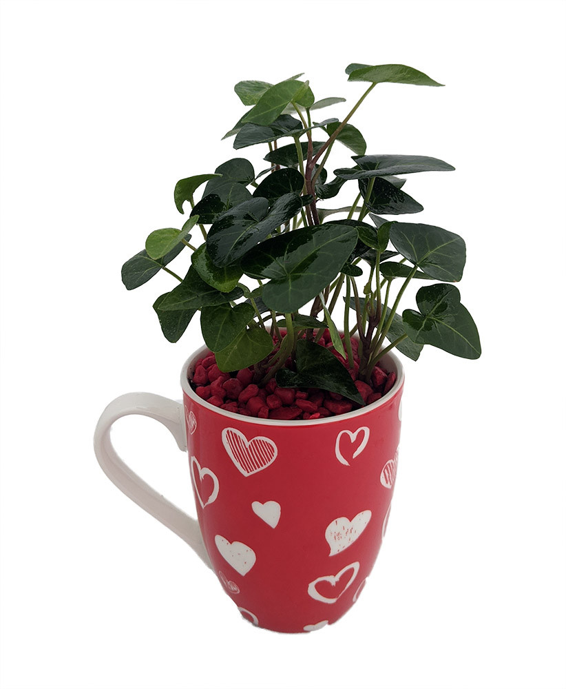 Easy Plants 1 English Ivy Climber Plant in Pot /& Red Heart Valentines Day Present