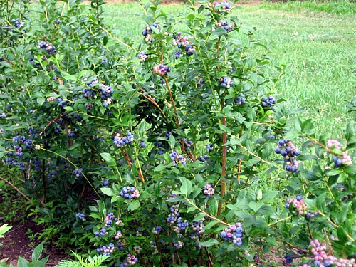 blue jay blueberry plant edible landscape plant 4 pot hirt s