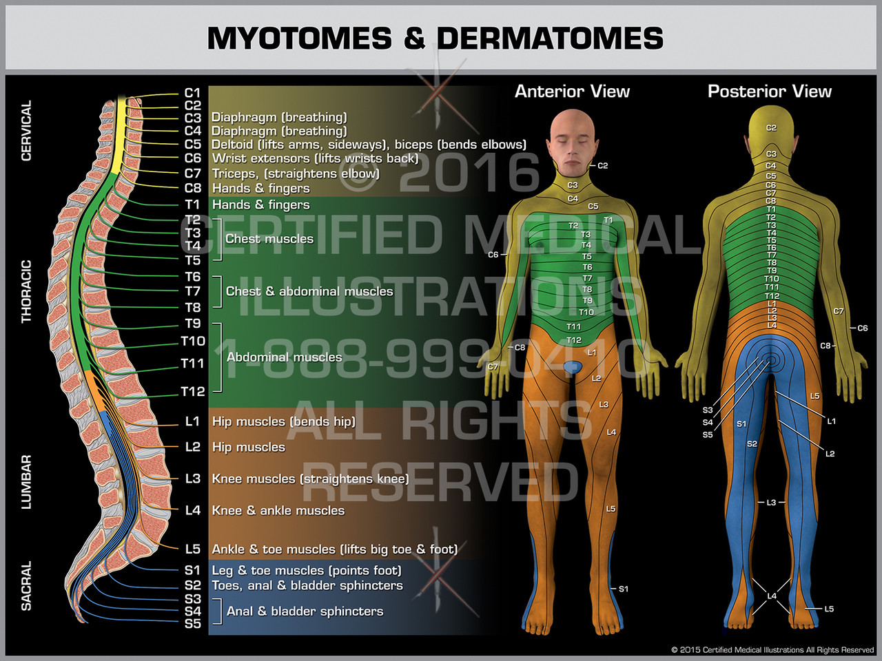 Printable Dermatome Chart