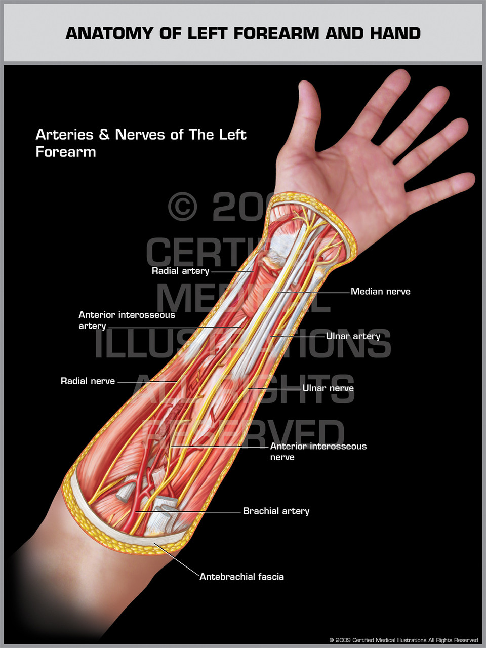 Anatomy of Left Forearm & Hand