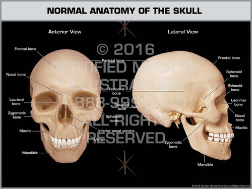 Normal Anatomy of the Skull