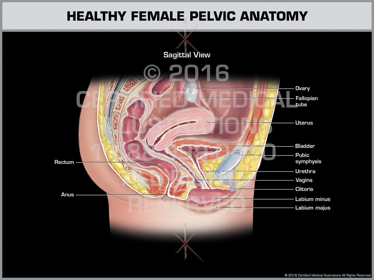 Healthy Female Pelvic Anatomy