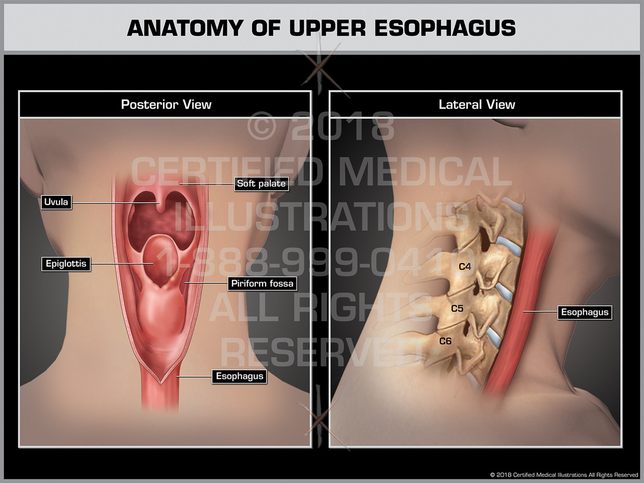 Anatomy of Upper Esophagus