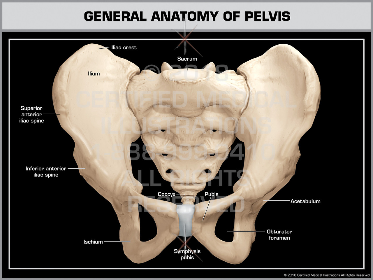 General Anatomy of Pelvis - Print Quality Instant Download