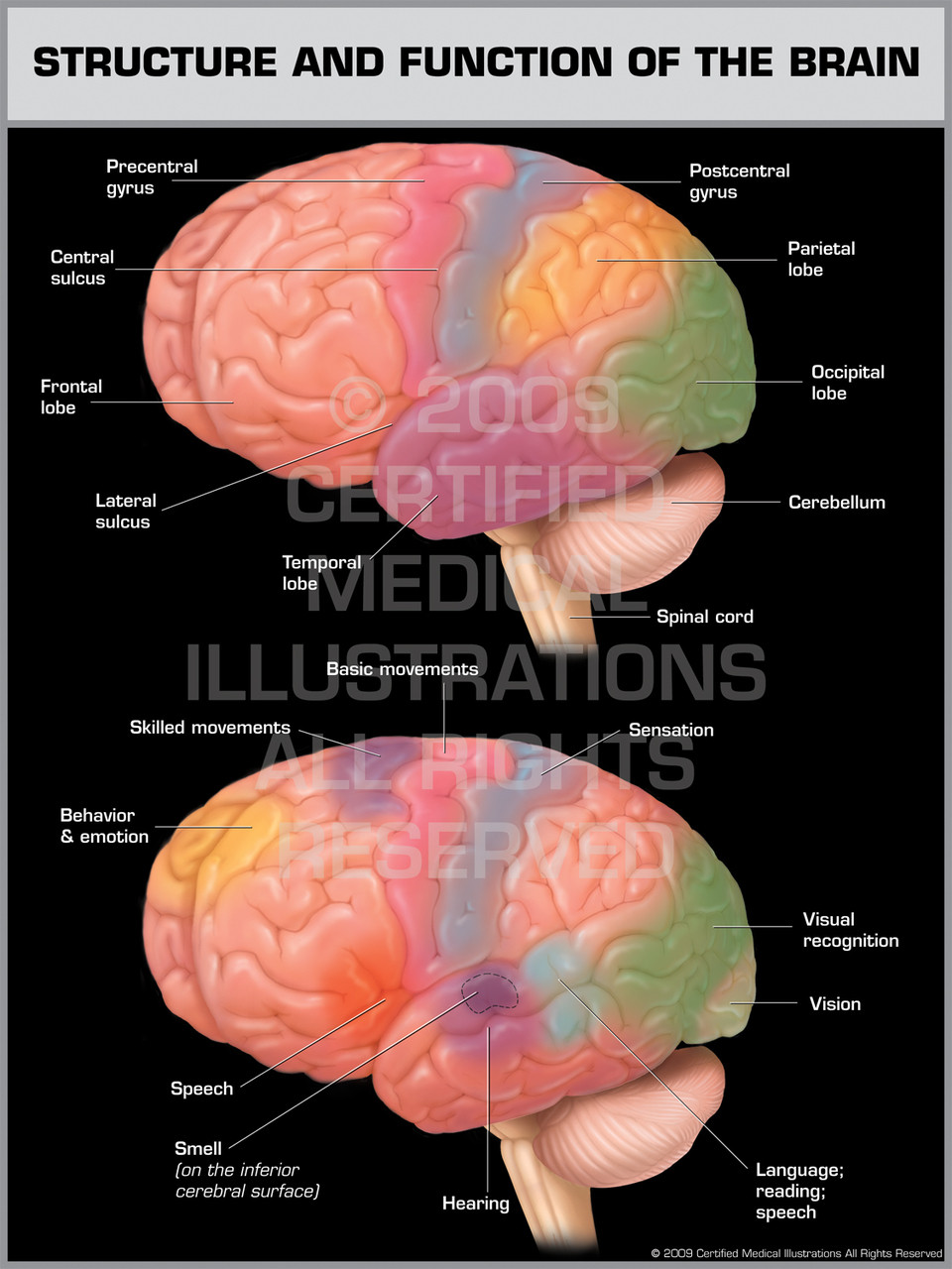Structure and Function of the Brain
