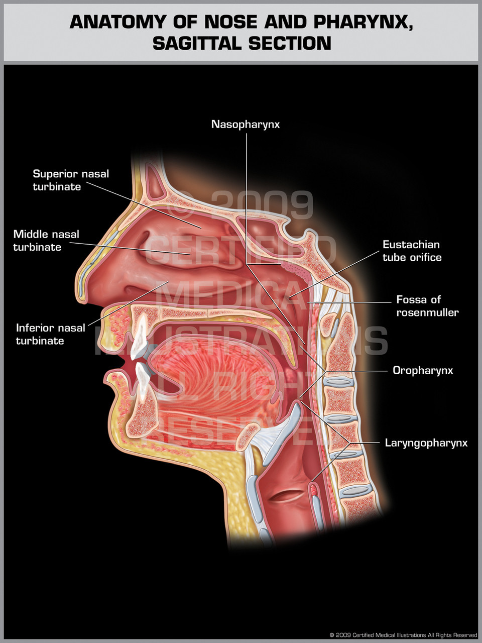 Anatomy of Nose and Pharynx, Sagittal Section