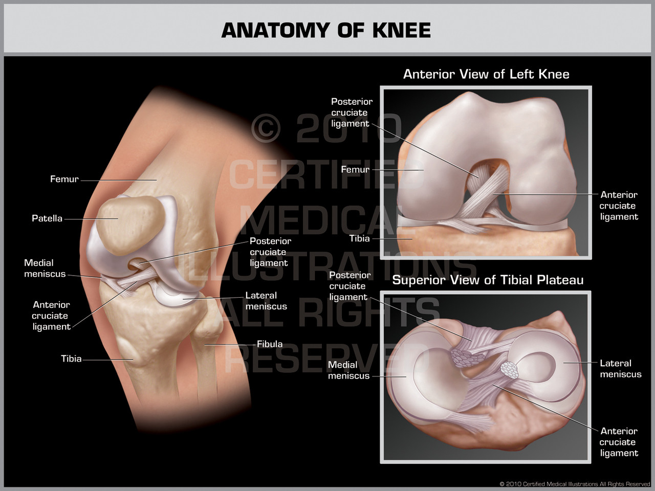 Anatomy of Knee 1