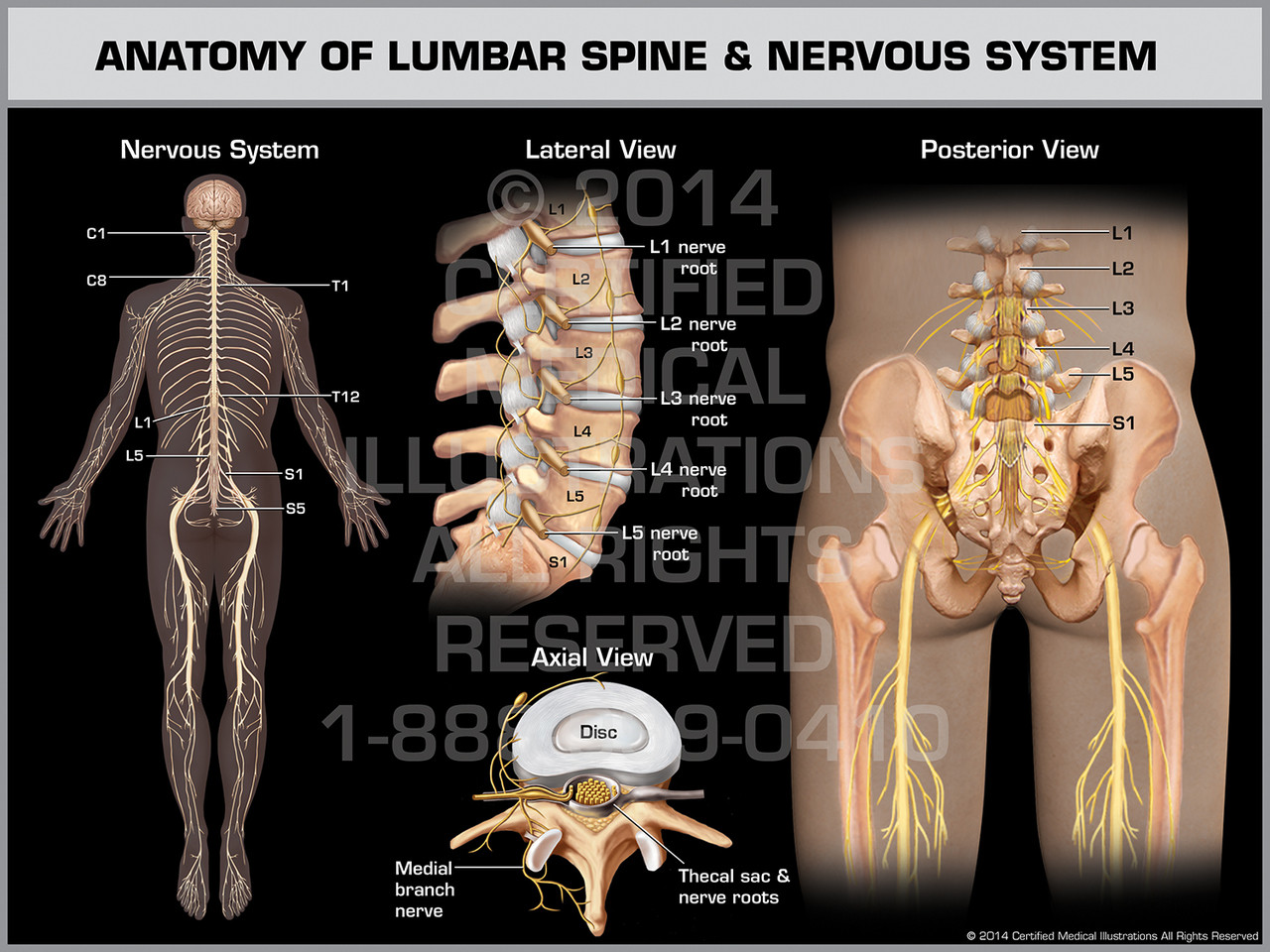 Anatomy of Lumbar Spine & Nervous System