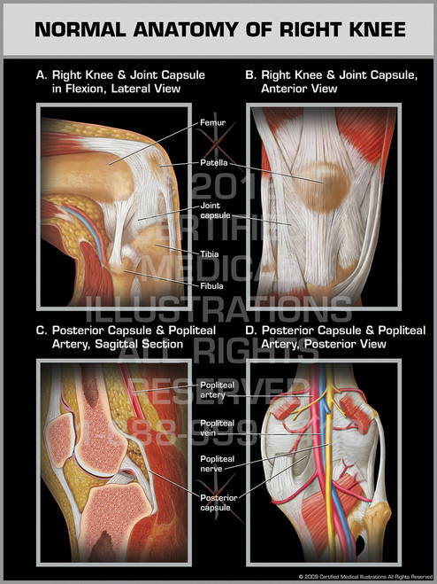 Normal Anatomy of Right Knee