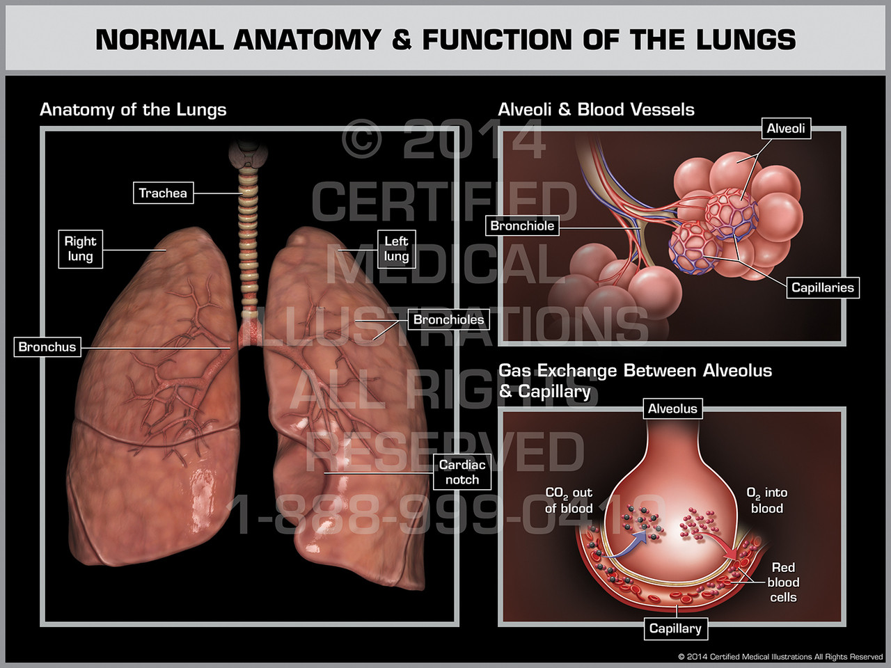 Normal Anatomy & Function of the Lungs