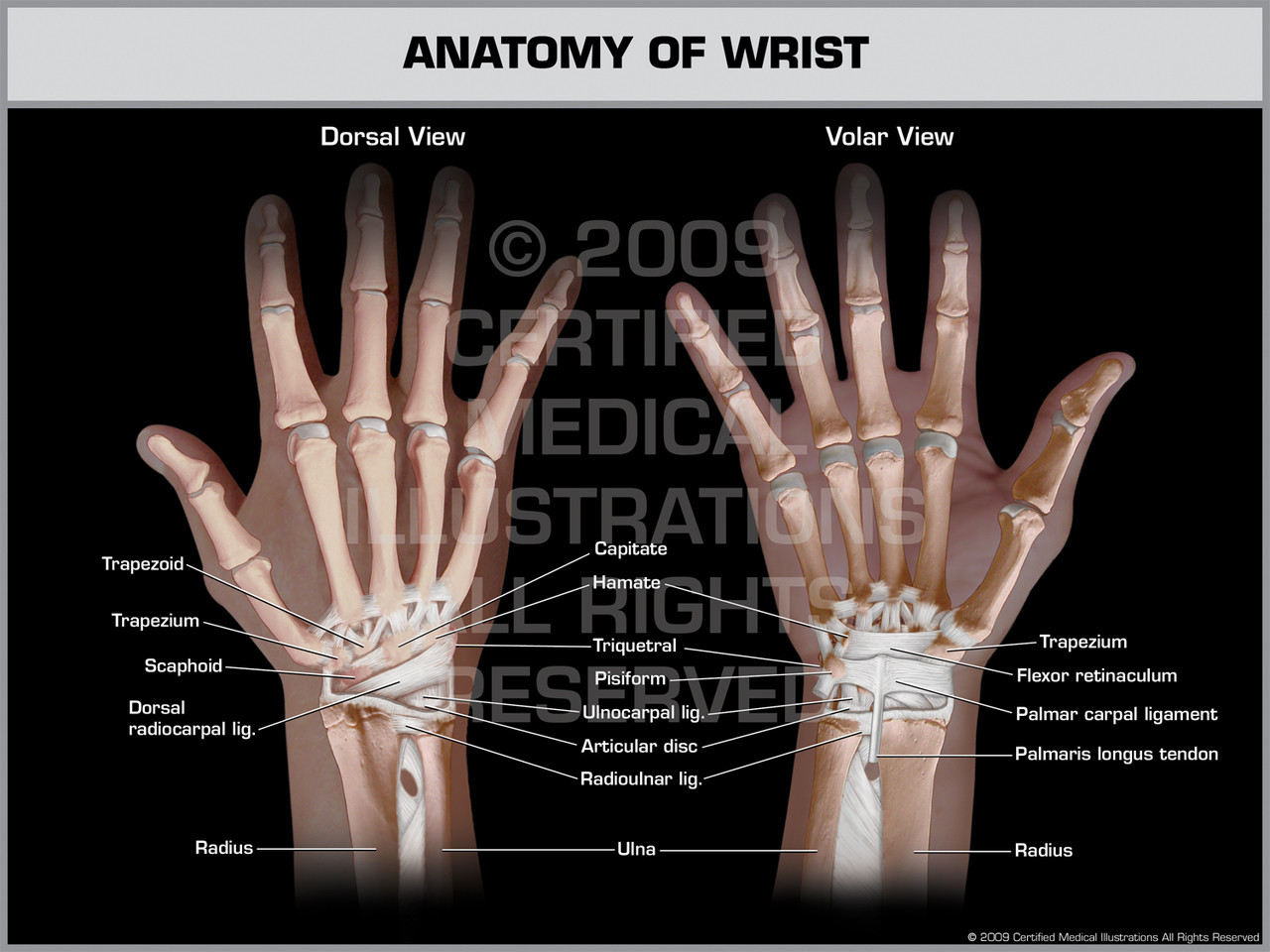 Anatomy of Wrist