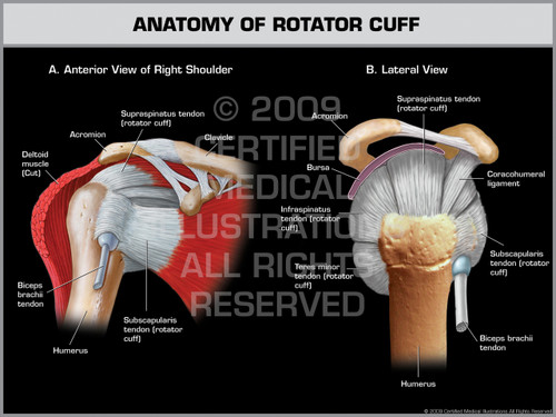 Anatomy of Rotator Cuff - Right