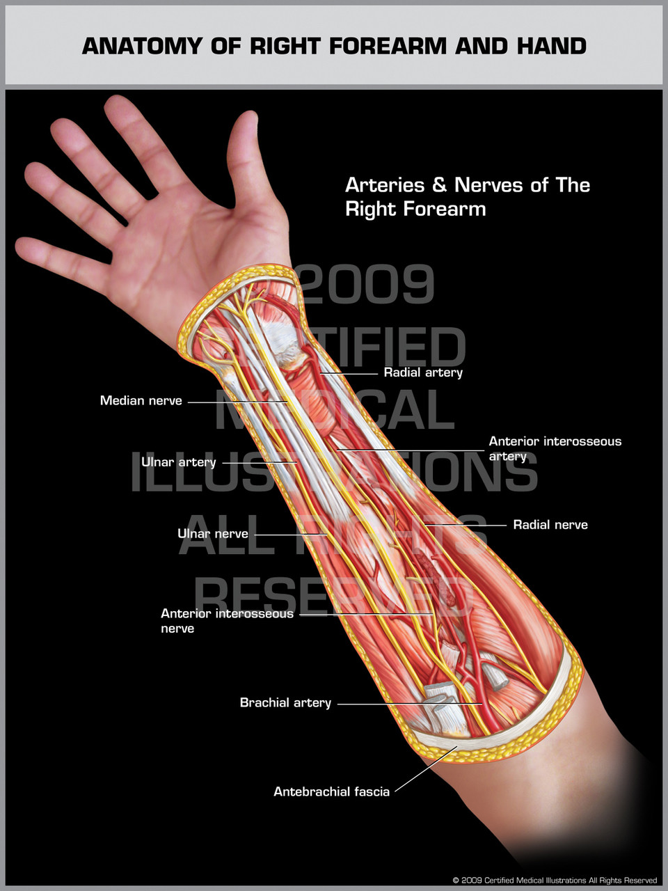 Anatomy of Right Forearm & Hand