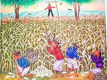 Maria Teodora -- Harvesting Corn
