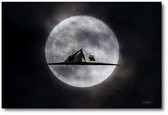 Nighthawk Moon 
