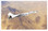 XB-70 Valkyrie (xb70valkyrie) Aviation Art