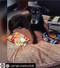 Camp-Run-A-Mutt South Bay Pup showing off her pillow!