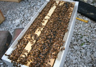 5 Frame Nucleus Of Bees - Overwintered in Illinois. 