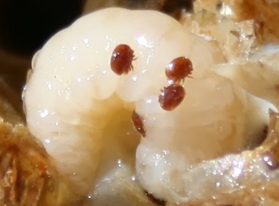 mite control course varroa mites control
