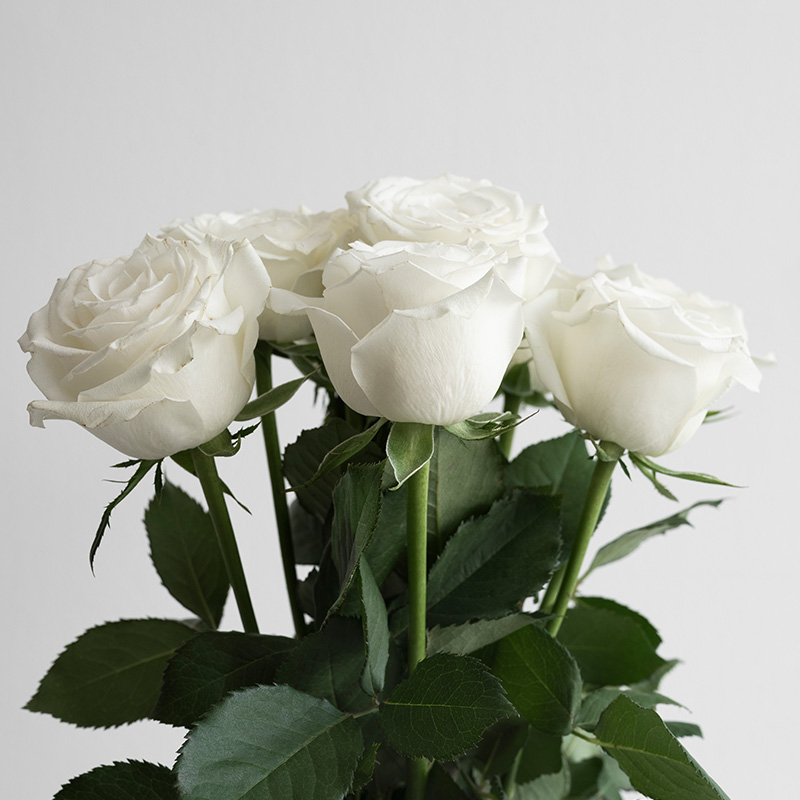 ช่อดอกกุหลาบสีขาว ให้ความบริสุทธิ์