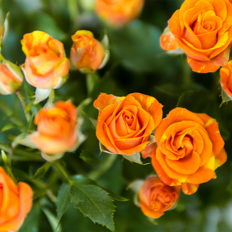 สัญลักษณ์และตัวแทนของดอกกุหลาบสีส้ม