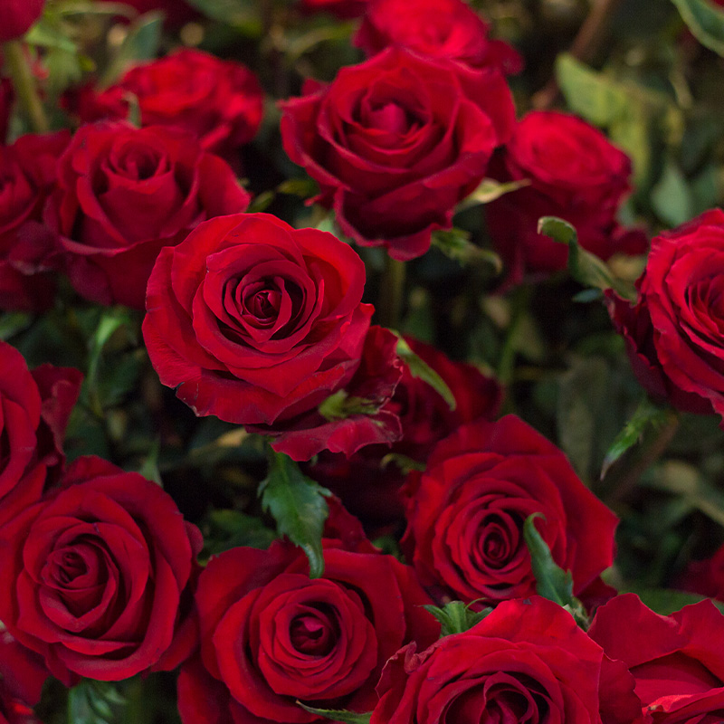 ดอกกุหลาบสีแดงหลายดอก ตัวแทนแห่งความรัก