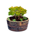 1/4 Whiskey Oak barrel planter 