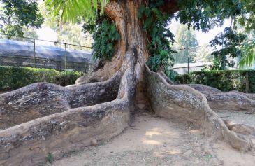 Mahogany Tree FAQs