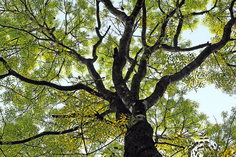 mahogany trees