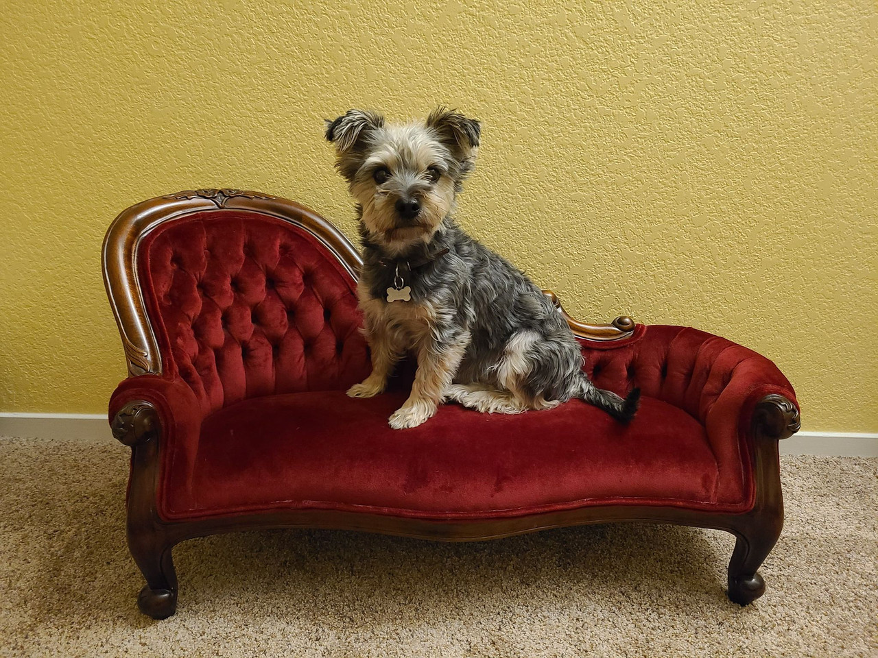 miniature couch for dogs